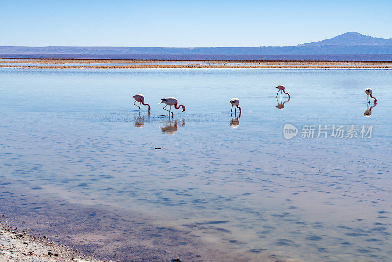 Laguna Chaxa 公园的野生火烈鸟 - 智利安托法加斯塔地区圣佩德罗德阿塔卡马